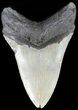 Megalodon Tooth - North Carolina #49519-2
